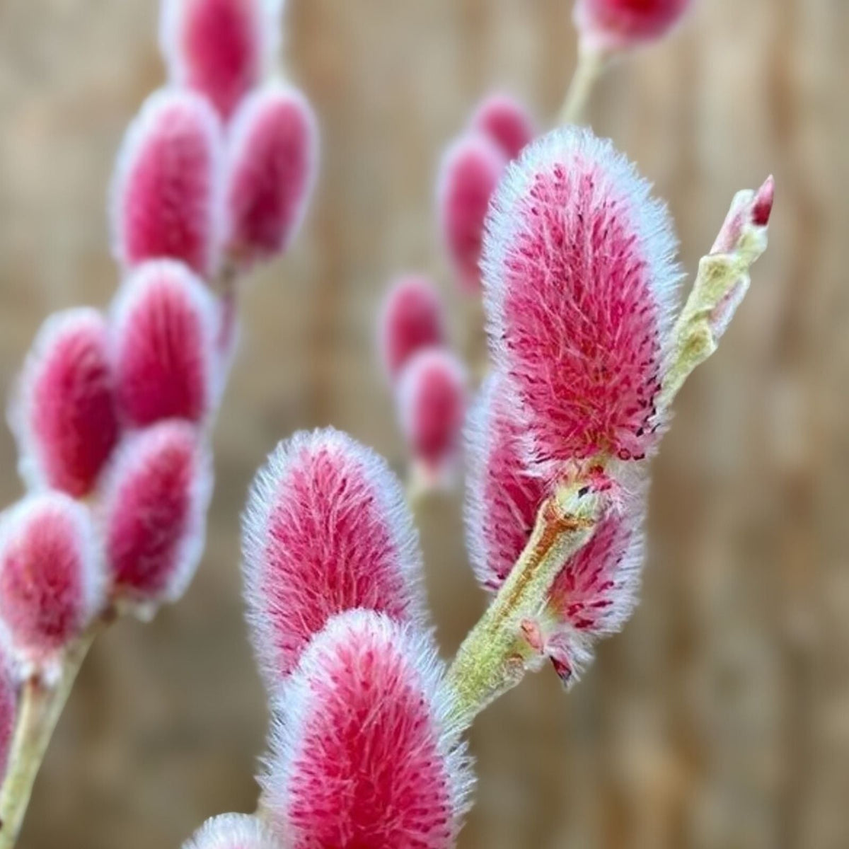 Pink Pussy Willow Live Plant – 18+ Inches – Salix discolor 'Rosea' – Pink Catkins Shrub for Gardens and Landscaping