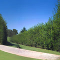 Natural Privacy Fence - 60 Ft Long - Fast Growing Hybrid Willow Trees - Salix × sepulcralis