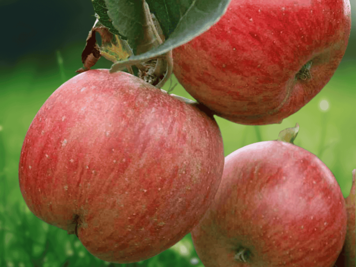 1 Live Plant Jonagold Apple Tree 22 Inch Tall Grafted 1 Year Old Bare Root