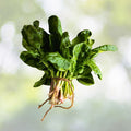 Giant Noble Spinach Seeds | Heirloom NON-GMO Seeds | Fresh Vegetable Seeds | Spinacia oleracea