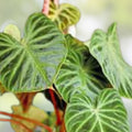 Philodendron Verrucosum One Leaf Mid-Cutting Tropical Houseplant for Indoor Decor, Vivarium, Greenhouse