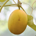 Heirloom Mango Melon Seeds - NON-GMO, 20 Seeds, Cucumis melo var. chito, Sweet Tropical Flavor