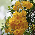 Yellow Trumpetbush Seeds - 20 Count - Rare Exotic Tecoma stans - Bright Yellow Flowering Shrub for Garden and Landscaping