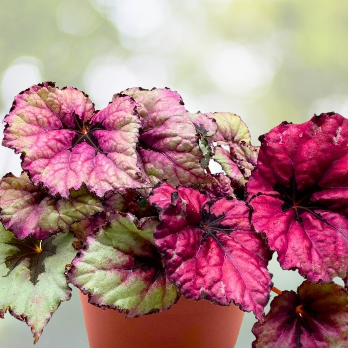 Pink Begonia Plant 6" Pot - Charming Pink Flowers with Yellow Centers - Easy Care Indoor & Outdoor - Begonia x tuberhybrida