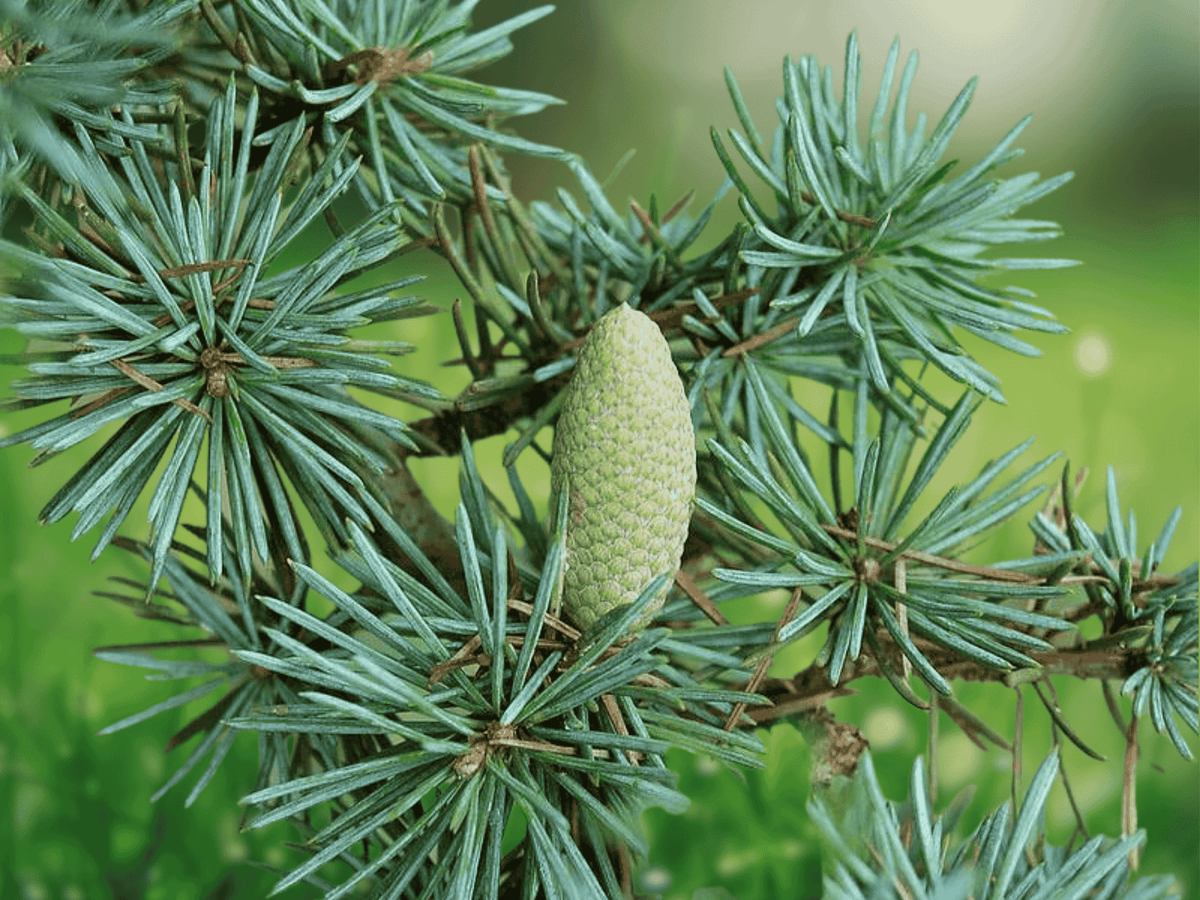 5 Seeds Cedrus atlantica 'Glauca' Blue Atlas Cedar Tree Ornamental Conifer