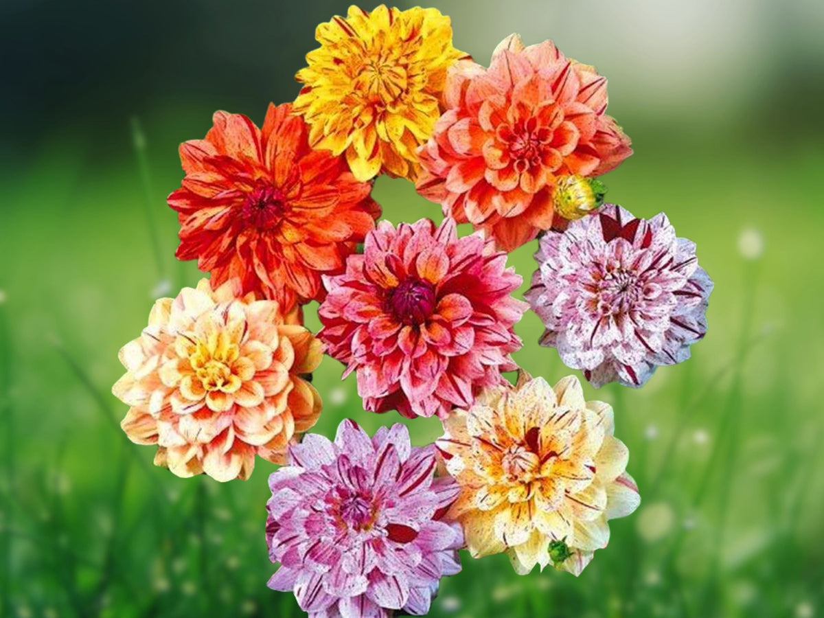 25 Seeds Dahlia Pinnata Rembrandt Red White Bicolor Hardy Perennial Easy Grow Ornamental