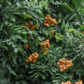 Longan Tree 3 Gallon Kohala Variety Airlayered Dimocarpus longan Potted Plant 3-4 Feet Tall