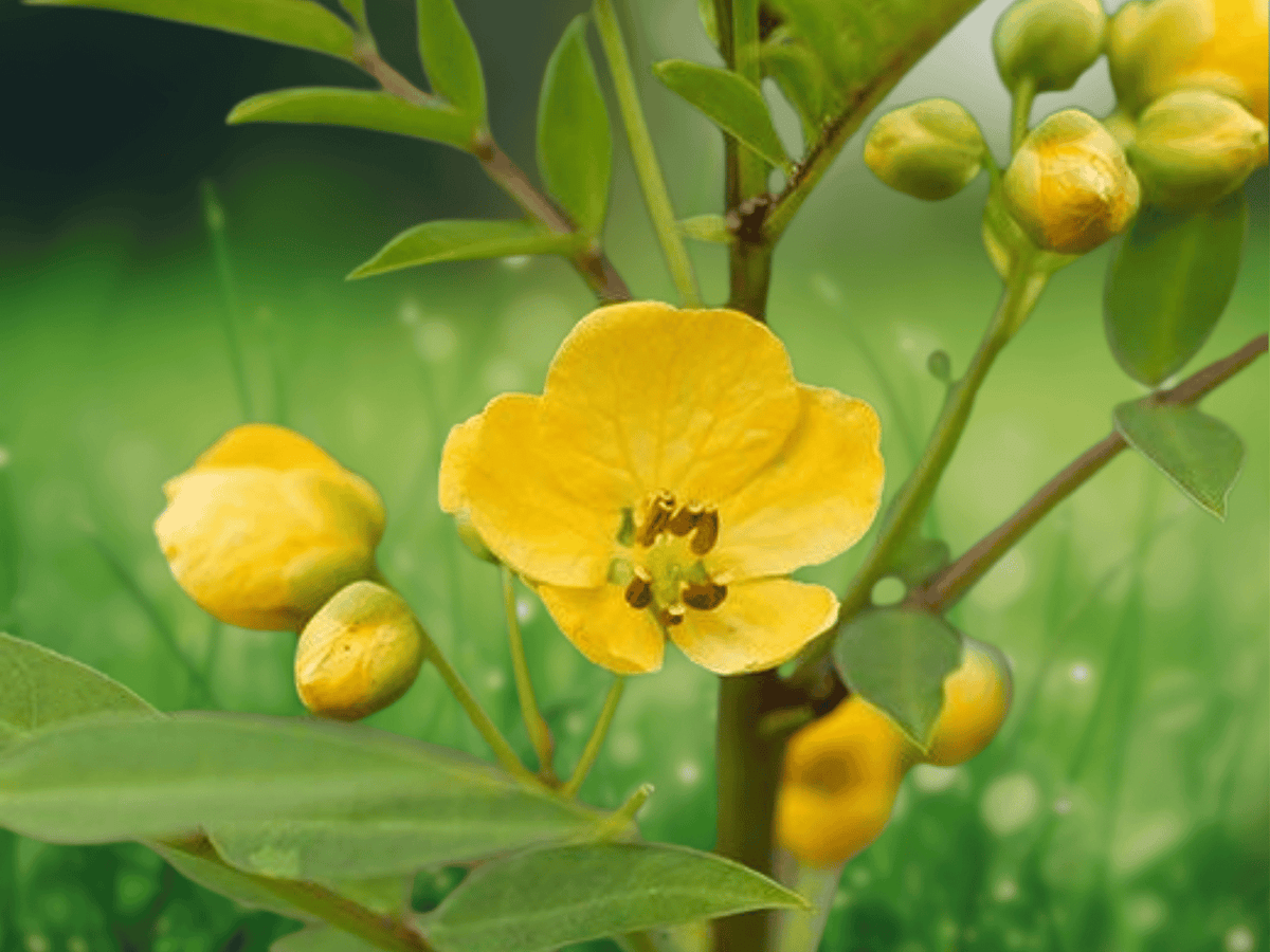 5 Seeds Senna Alexandrina Yellow Flower Herb Plant Ornamental Shrub