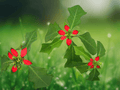 10 Seeds Euphorbia cyathophora Wild Poinsettia Fire-on-the-Mountain Annual Colorful Bracts