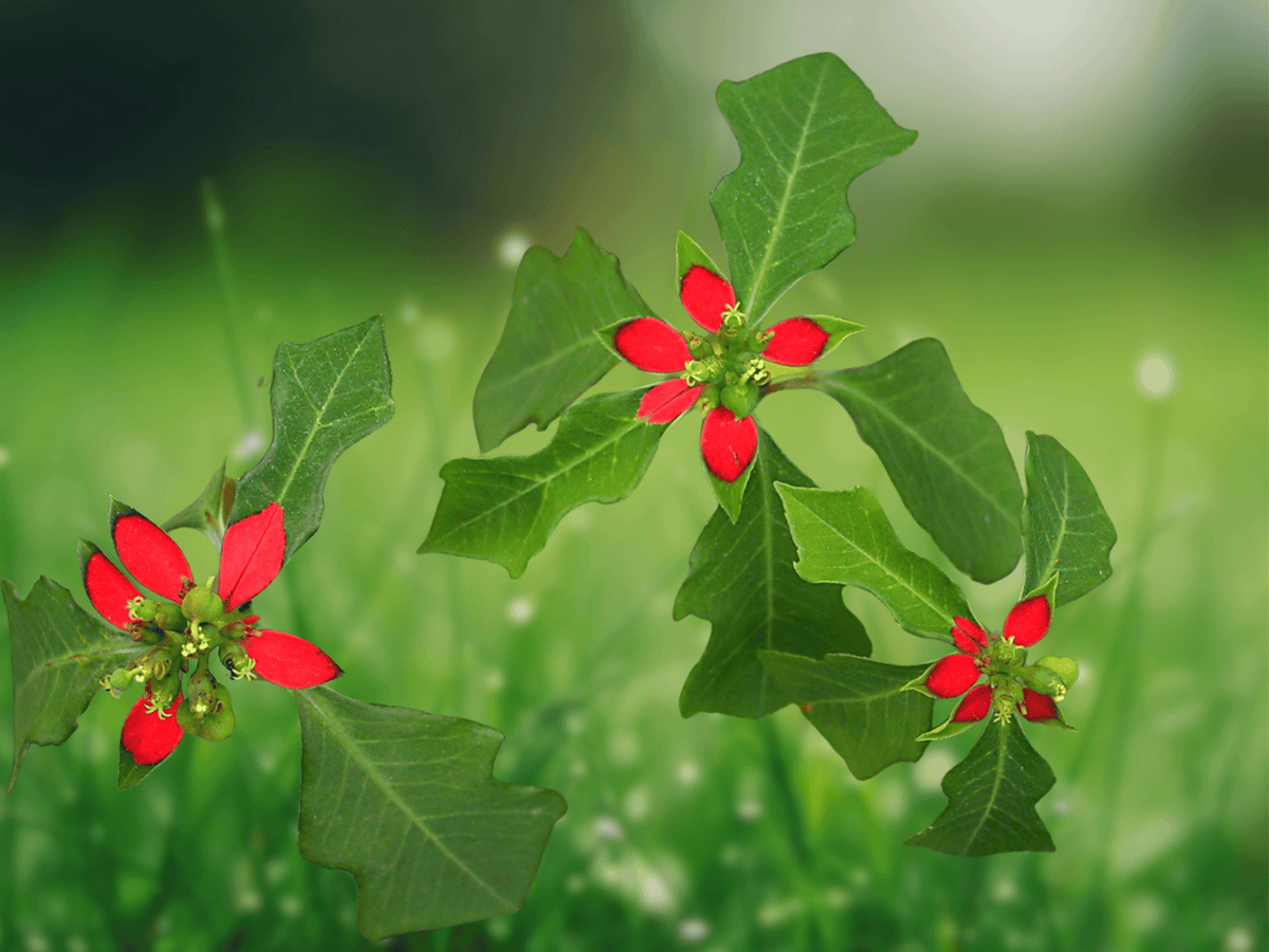 10 Seeds Euphorbia cyathophora Wild Poinsettia Fire-on-the-Mountain Annual Colorful Bracts
