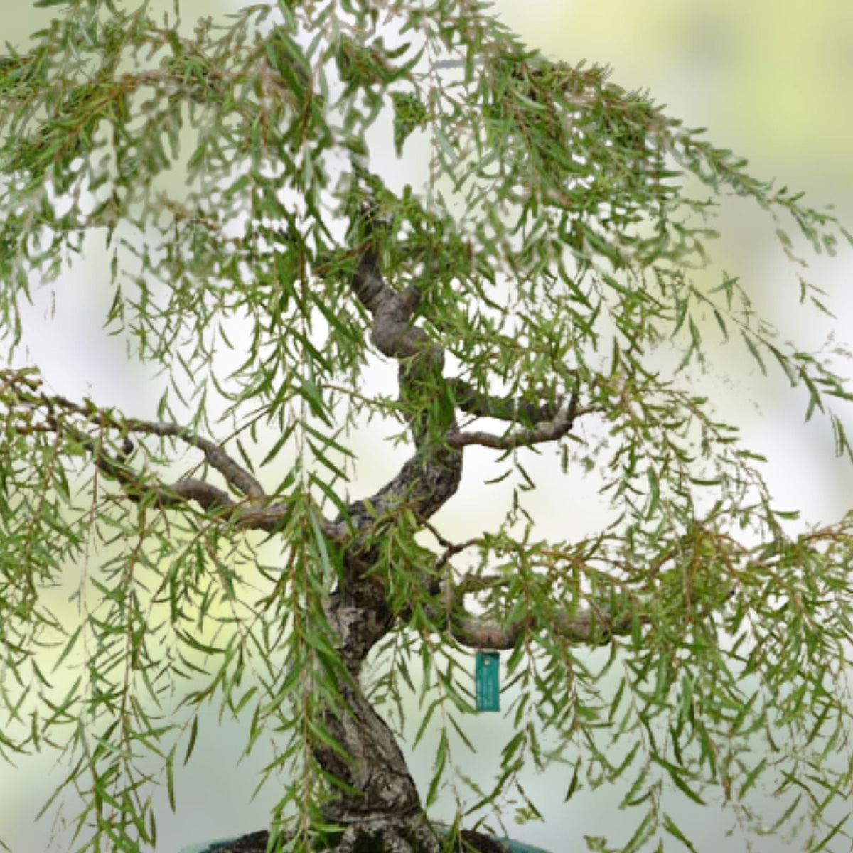 Green Weeping Willow Tree Cutting - Dwarf Bonsai, Thick Trunk, Salix babylonica, Live Plant Propagation Material