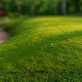 Fresh Living Sheet Moss - Maryland - Ideal for Terrariums, Bonsai, Fern Gardens, and Containers - Hypnum spp.