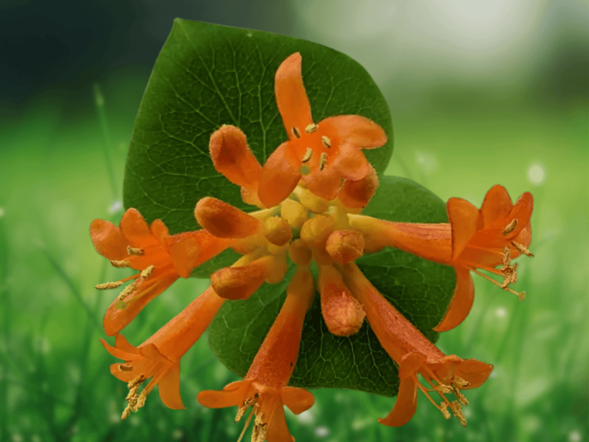 5 Seeds Lonicera ciliosa Orange Honeysuckle Climbing Vine