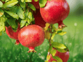 5 Pomegranate Wonderful Live Plant Punica granatum Starter Plant