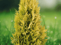 5 Starter Plug Berckman's Gold Arborvitae Platycladus orientalis Evergreen