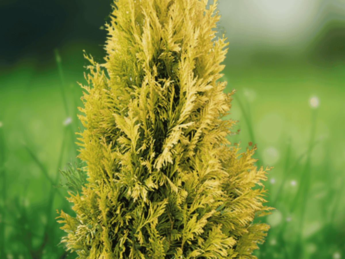 5 Starter Plug Berckman's Gold Arborvitae Platycladus orientalis Evergreen