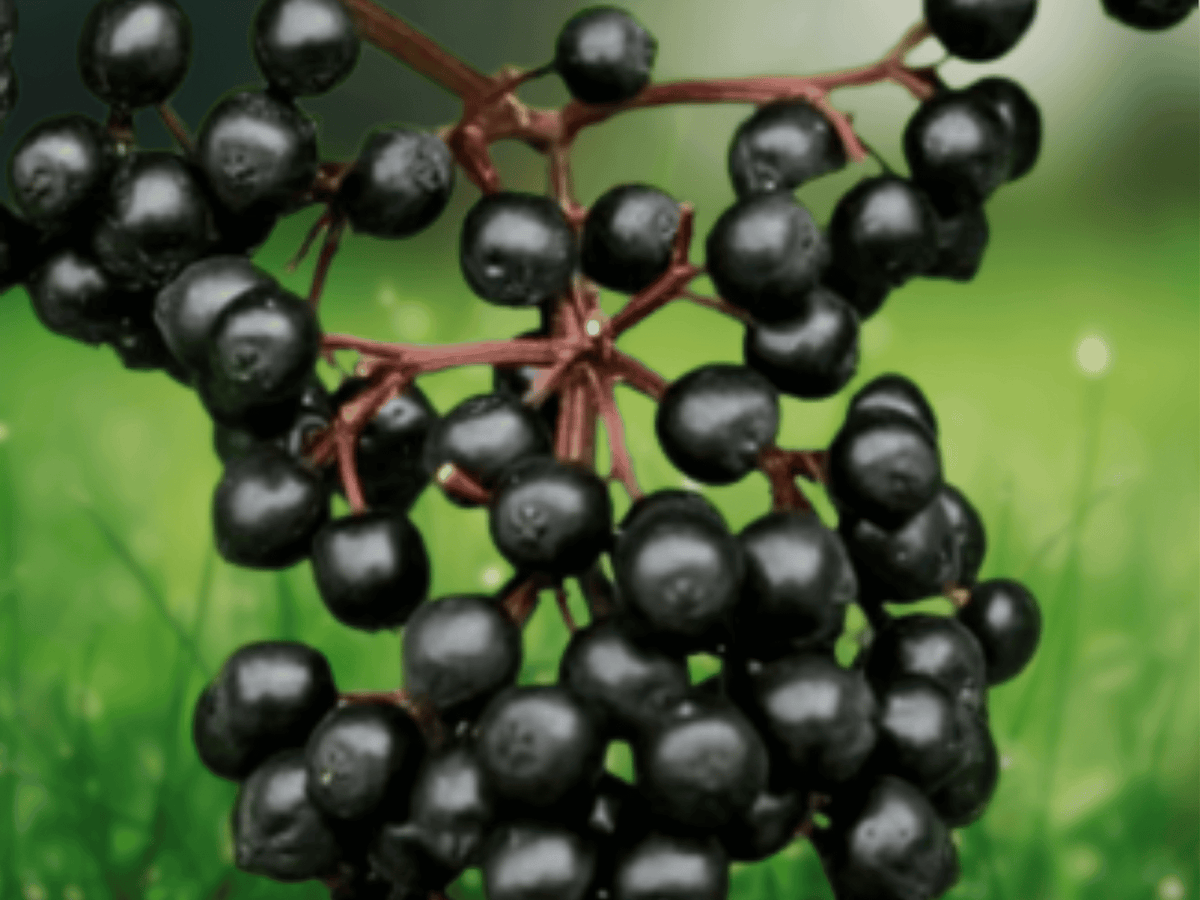 3 American Elderberry Live Plants Sambucus canadensis 12 Inch Tall Bare Root