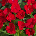 Busy Lizzy Seeds 100 Count Impatiens Super Elfin XP Red Starburst Flower Seeds Non-California Shipping