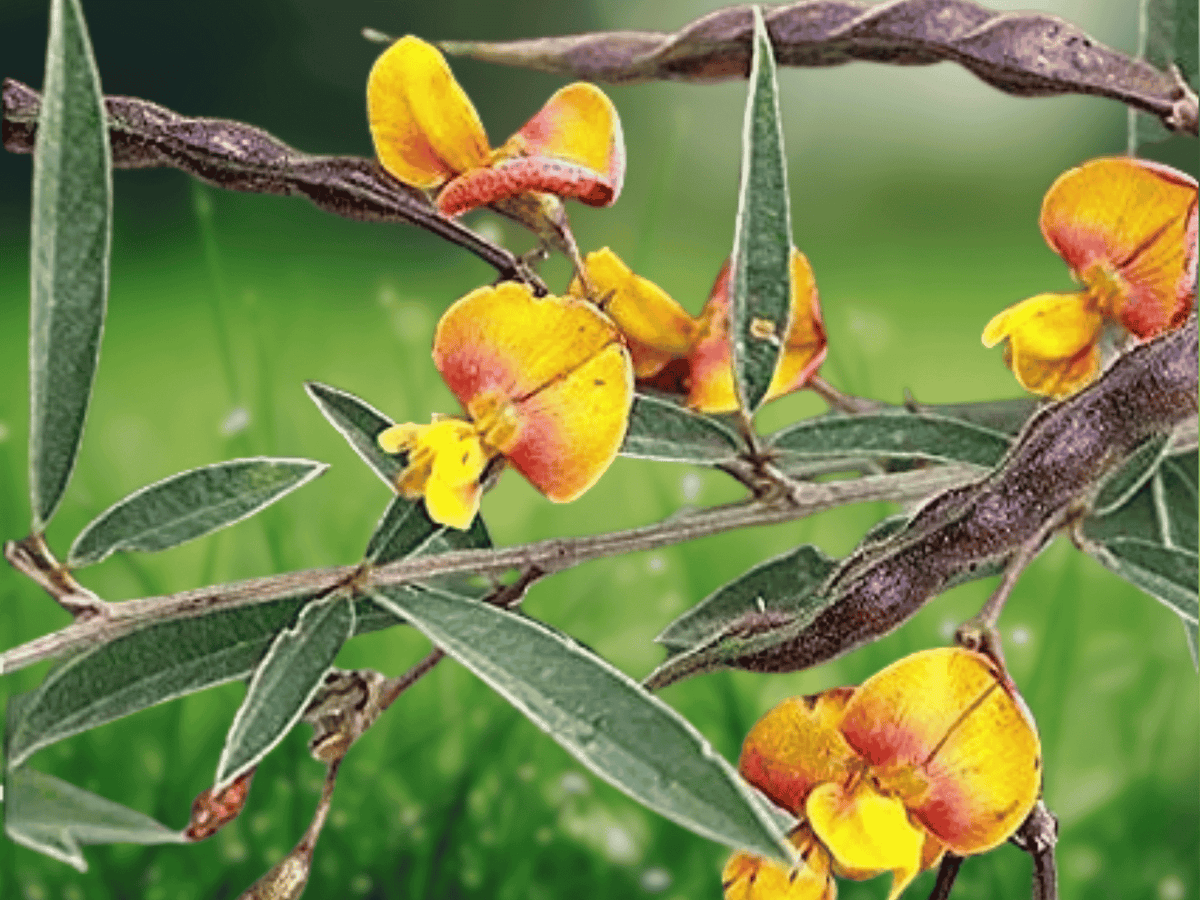 10 Seeds Pigeon Pea Cajanus cajan Edible Legume Tropical Shrub