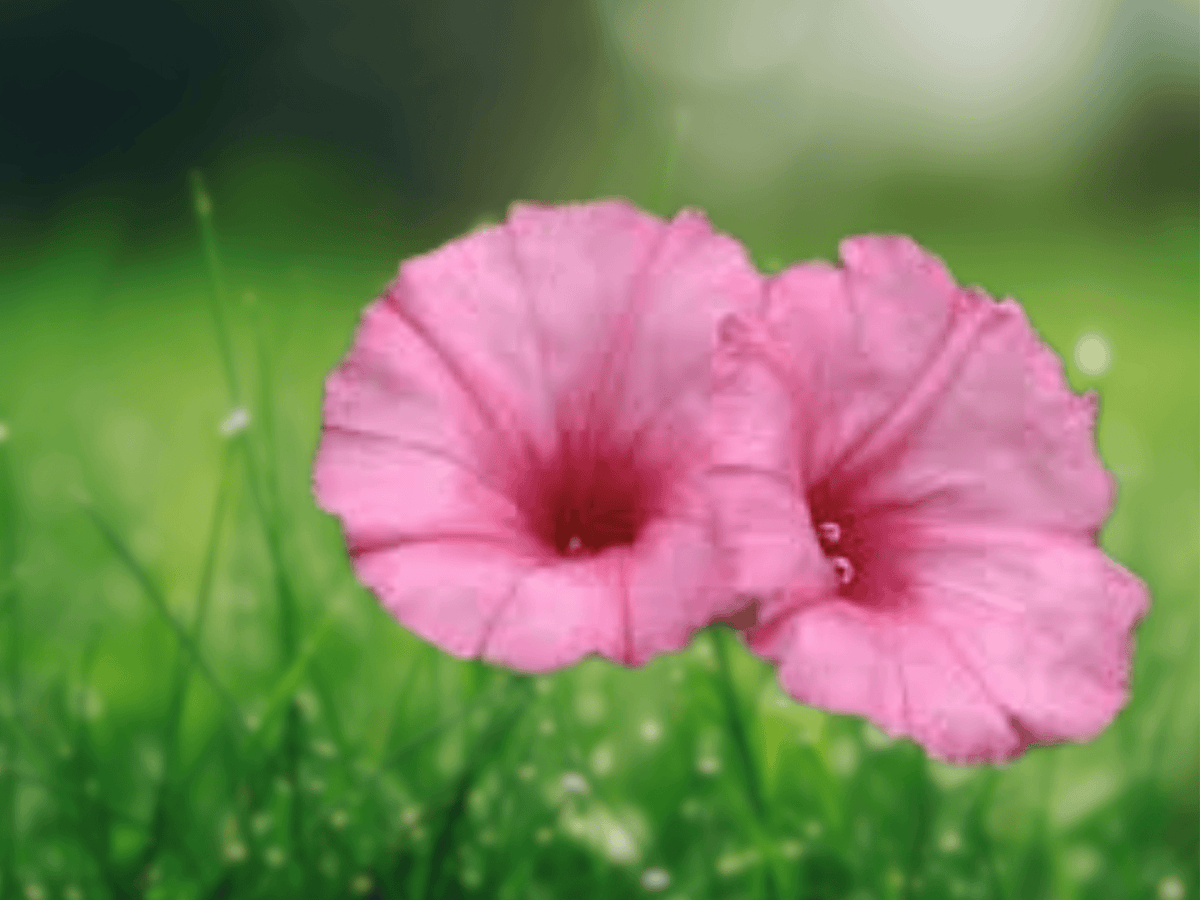 5 Ipomoea leptophylla Seeds Bush Morning Glory Perennial