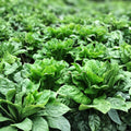 Leaf Lettuce Seed Pack – Grand Rapids Heirloom – Non-GMO – 50+ Seeds for Home Gardening and Organic Farming