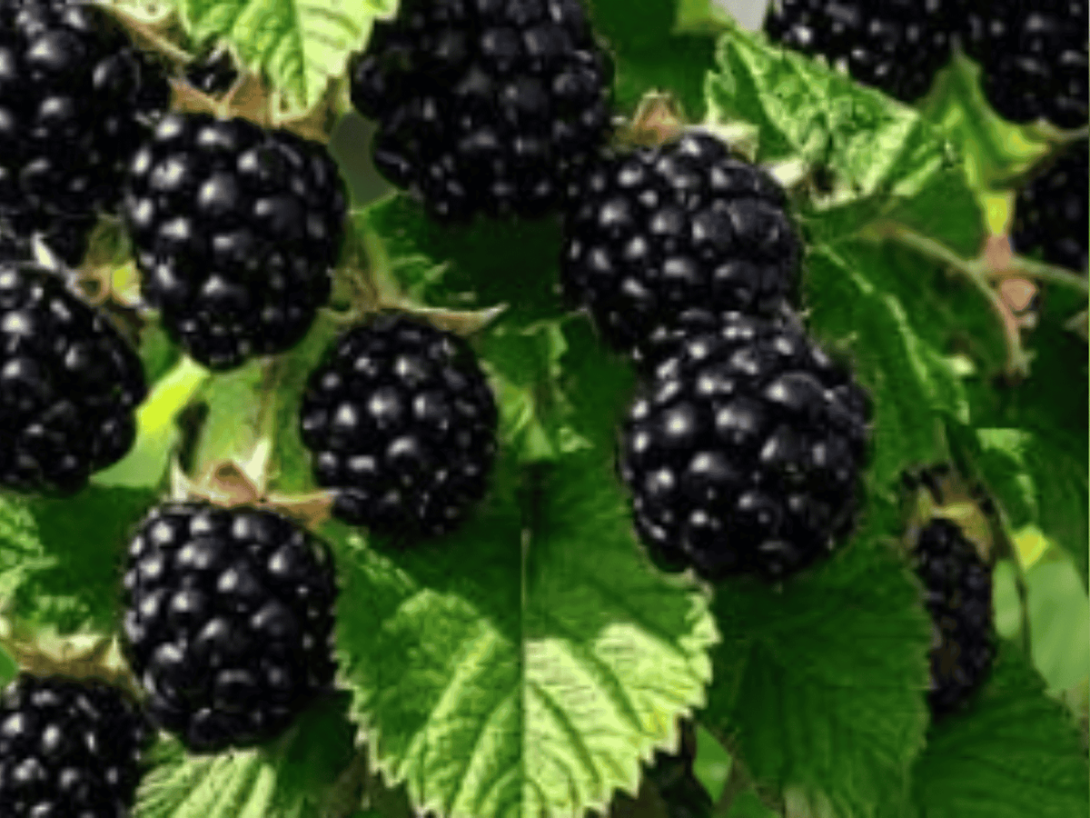 1 Live Plant Plug Darrow Thorned Blackberry Rubus fruticosus