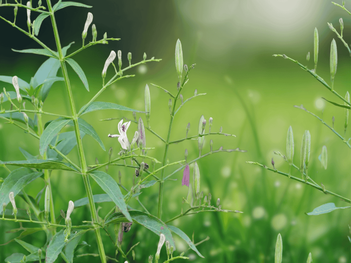 10 Seeds Andrographis paniculata (Green Chiretta) – Annual Herb Seeds