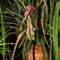 Billbergia Bromeliad Plant - Yellow Purple Lots of Spots Hybrid - Disease-Free Collector's Item - Unique Indoor Plant