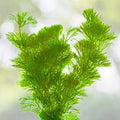 Green Cabomba Plant 7 Stems - Easy Aquarium Pond Aquatic Plant (Cabomba caroliniana)