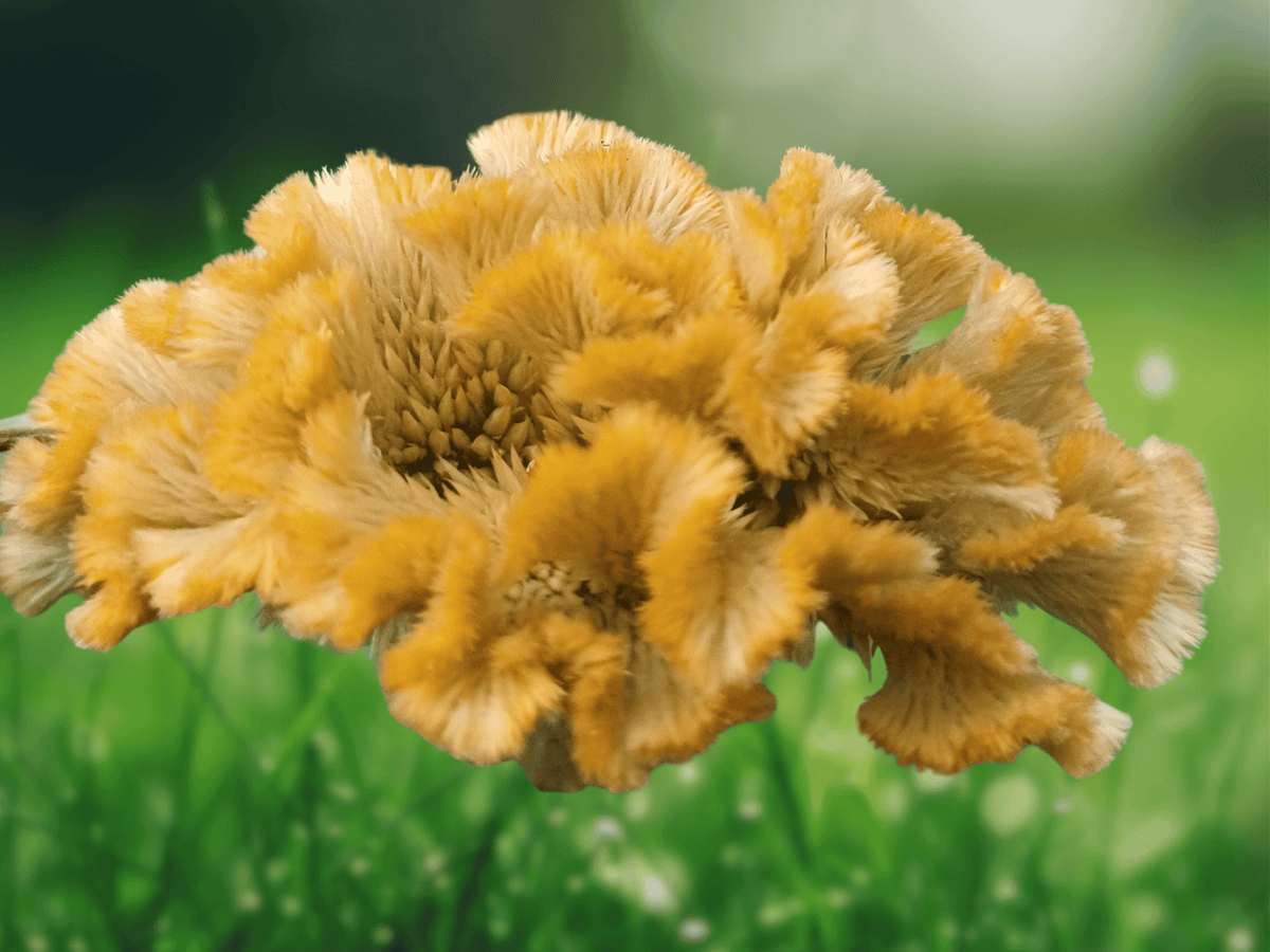 10 Seeds Yellow Cockscomb Celosia argentea cristata Crested Flower Plant