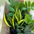 20+ Plant Cuttings Surprise Box | 10 Unique Varieties for Propagation | Gardening Plants Collection