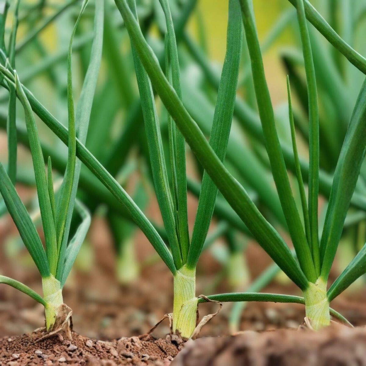 Onion Seeds 500+ Heirloom Tokyo Long White Non-GMO for Salads Allium fistulosum