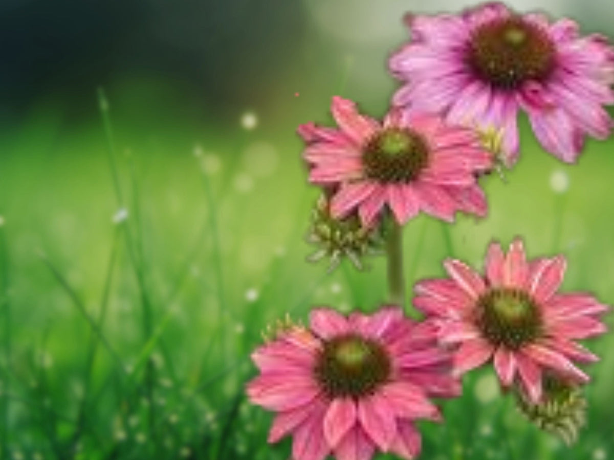 50 Seeds Butterfly Rainbow Coneflower Echinacea Mix Hardy Perennial Colorful Blooms Attract Pollinators Easy Grow Garden Patio Landscape