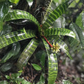 Bromeliad Plant - Guzmania Musaica - Green Foliage with Orange and Yellow Inflorescence - Guzmania Musaica