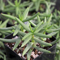Pine Tree Succulent Cuttings 4-Pack, Cactus Propagation, Indoor Gardening, Easy-to-Grow Plant, Crassula arborescens