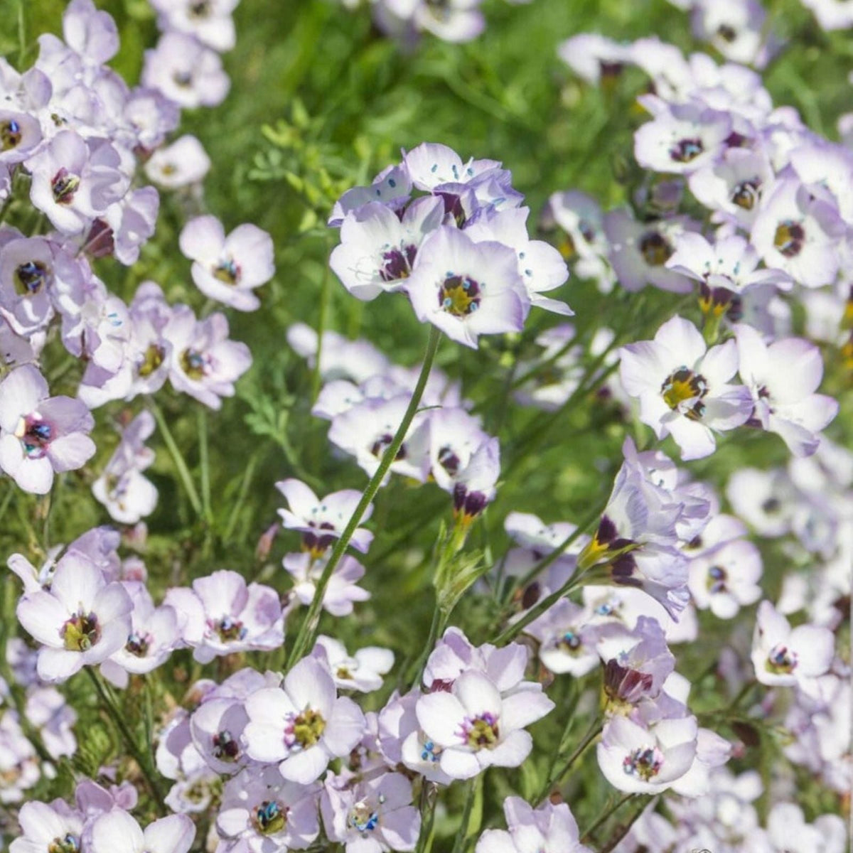 Anise Herb Seeds 50+ Heirloom Seeds Aromatic Spice Pimpinella anisum Culinary Herb Seed Pack