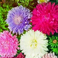 Aster Seeds 100 Count Giants of California Bright Blooms Asteraceae Flower Seeds for Garden, Perennial Planting