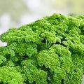 Parsley Seeds 500 Count - Triple Curled Heirloom Non-GMO Petroselinum crispum Culinary Herb