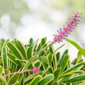 Aechmea Nelleii Bromeliad Plant - 9" Pot - Tropical Indoor Houseplant - Exotic Greenery - Aechmea Nelleii