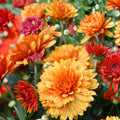 Citrus Glow Mum Seeds 200+ Chrysanthemum Flower Seeds Bright Orange Yellow Blooms Garden Chrysanthemum