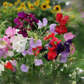 Royal Mix Sweet Pea Seeds - Fragrant Flowering Variety - Lathyrus odoratus