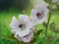 10 Seeds Althaea officinalis Marsh Mallow Hardy Perennial Herb Pink Flowers