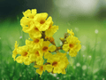 5 Seeds Markhamia lutea Nile Trumpet Tree Yellow Bells Ornamental Flowering