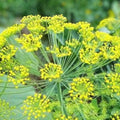 Dill Seeds 25+ Heirloom Non-GMO Herb Anethum graveolens Fresh or Dried Seed Packet