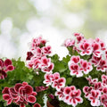 Fragrant Geranium Seeds Packet 100 Seeds Pelargonium spp. Aromatic Garden Herb Plant Seeds