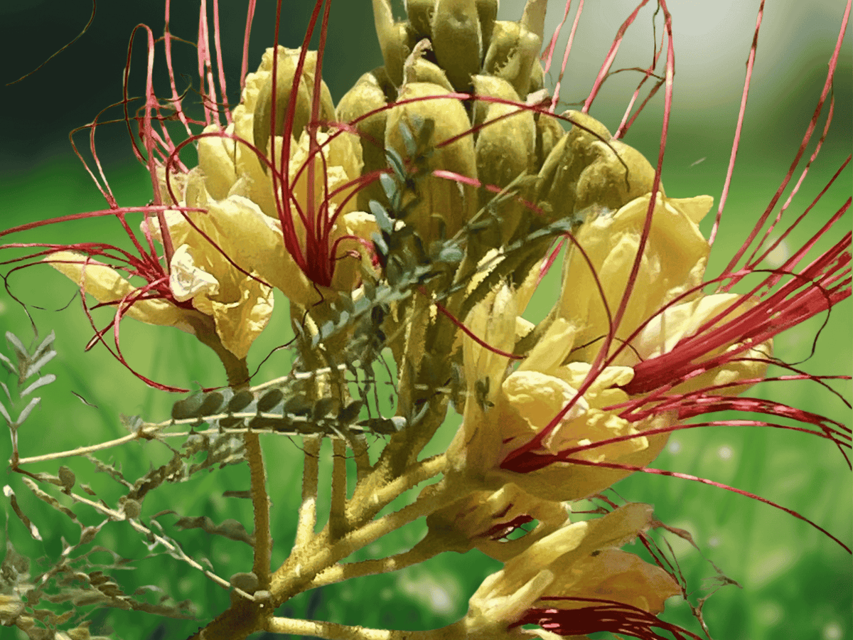 5 Seeds Bird of Paradise Shrub Caesalpinia gilliesii Hardy Flowering Plant