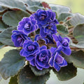 African Violet Cuttings - Shiawassee Trail, 2 Fresh Unrooted Leaves - Saintpaulia ionantha