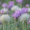 Sweet Sultan Thistle Plant Seeds - 100 Seeds - Centaurea Americana - American Starflower