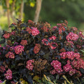 Hydrangea Seeds 85 or 250 Pack Nocturnal Nebula Unique Colorful Blooms Non-GMO Hydrangea macrophylla