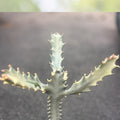 Variegated Ghost Cactus - 6" Pot - Euphorbia Lactea - Rare Succulent - Unique Low Maintenance Indoor Outdoor Plant